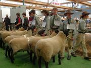 70 Zukuenftige Schafzuechter